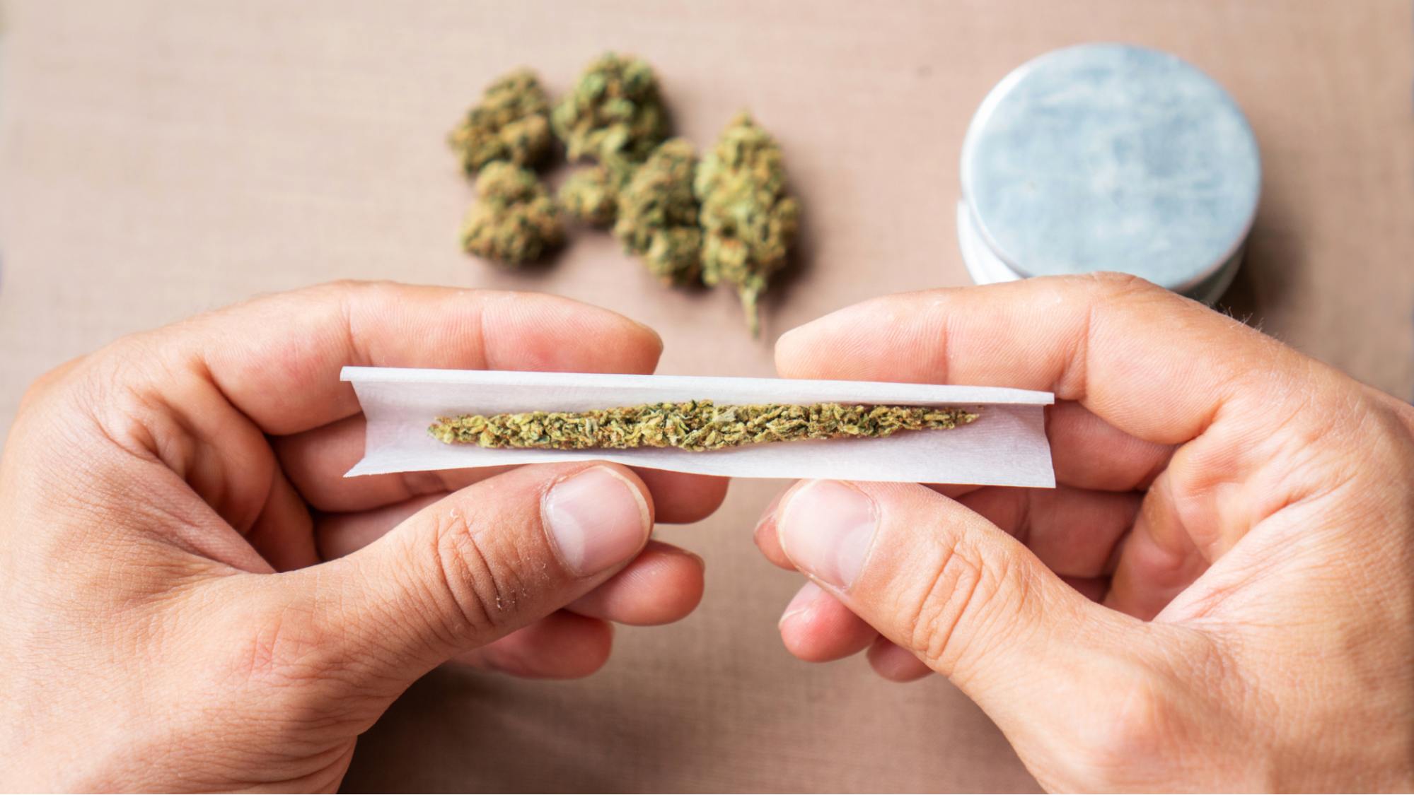 Rolling joint of cannabis flower
